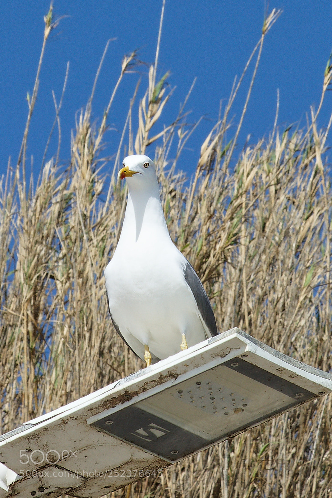 Sony a7R sample photo. Seagull photography