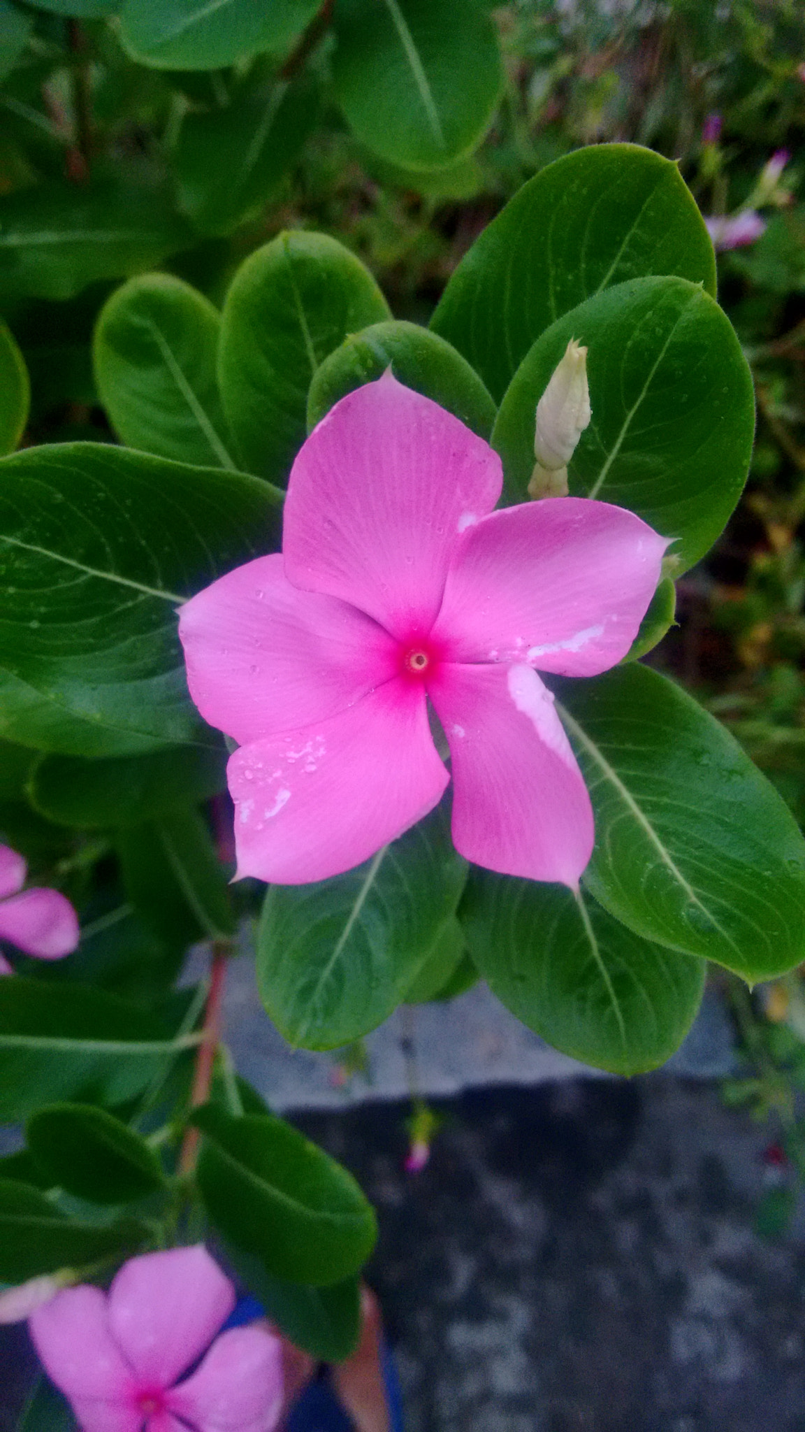 Motorola Moto G (2nd Gen) sample photo