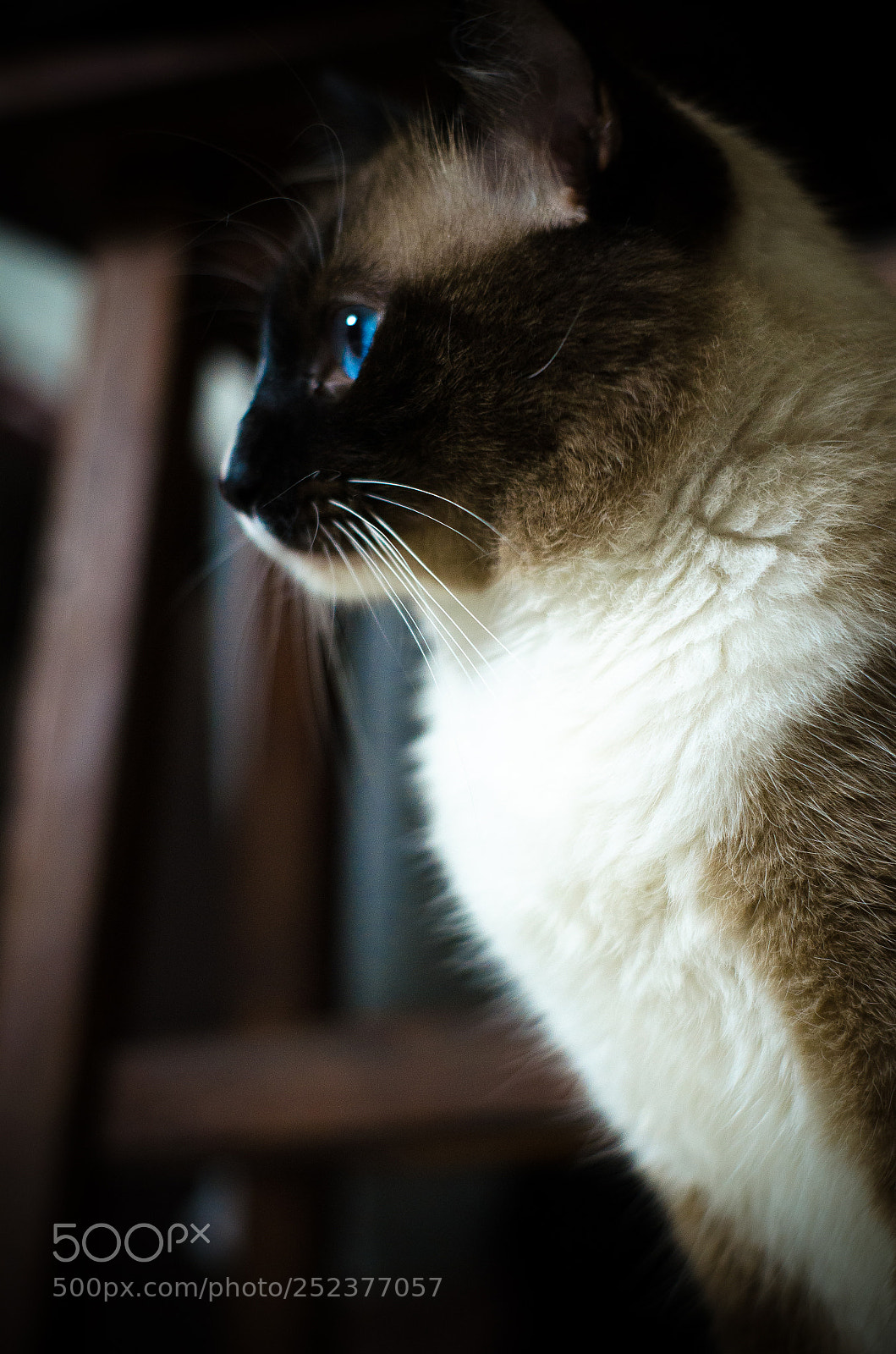 Nikon D7000 sample photo. Blue eyes photography