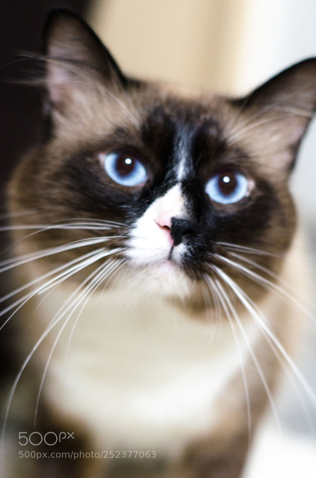 Nikon D7000 sample photo. Orion photography