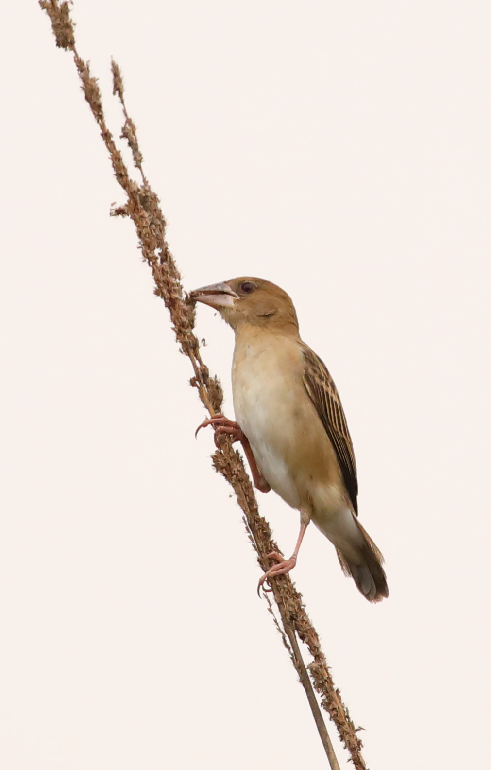 Canon EOS 5D Mark IV sample photo. Baya weaver female photography