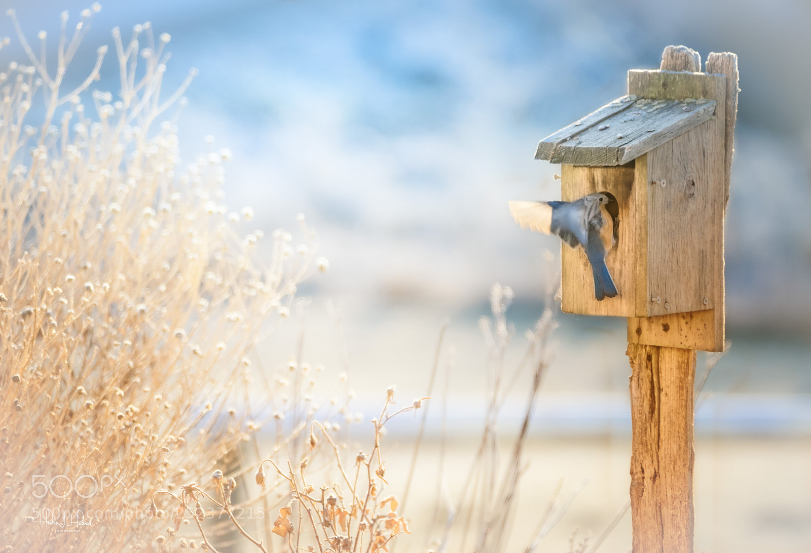 Nikon D810 sample photo. Nesting blue photography