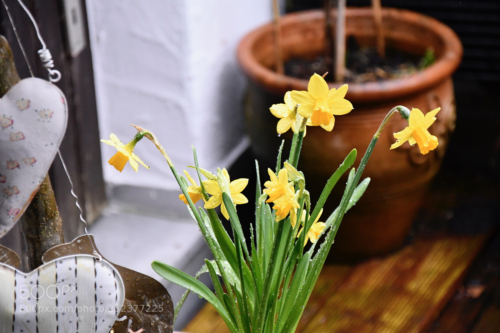 Nikon D7500 sample photo. Wet narcissus photography