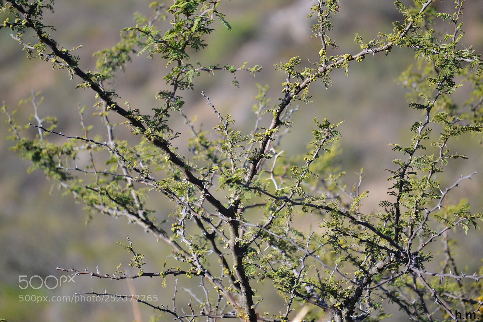 Nikon D3100 sample photo. Eafo photography