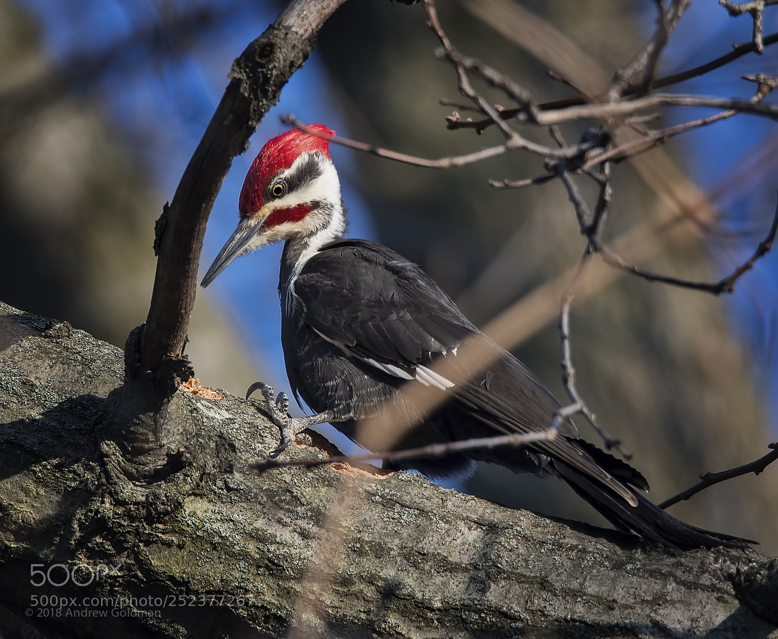 Nikon D500 sample photo. Pileated woodpecker photography