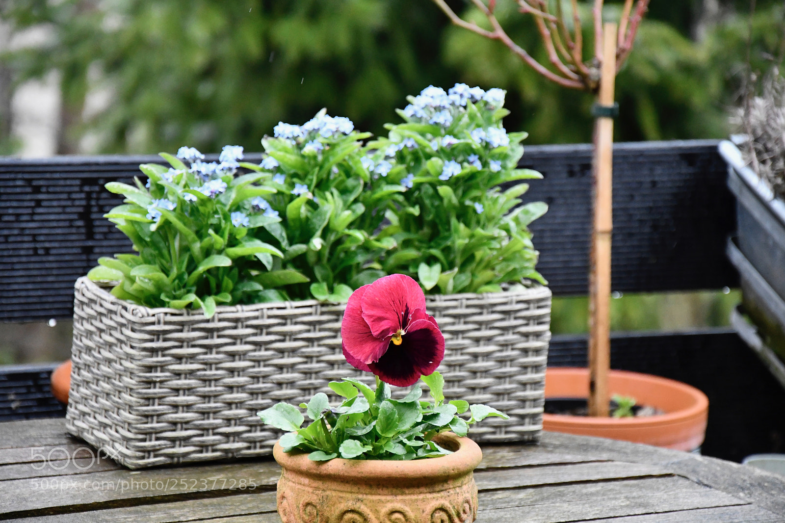 Nikon D7500 sample photo. Forgetmenot photography