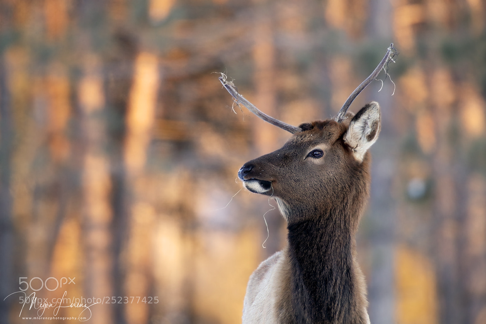 Canon EOS-1D X Mark II sample photo. Unicorn photography