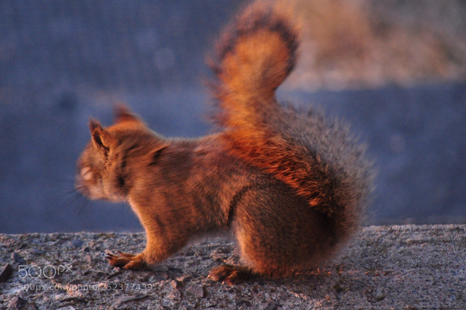 Nikon D5000 sample photo. Fire squirrel photography