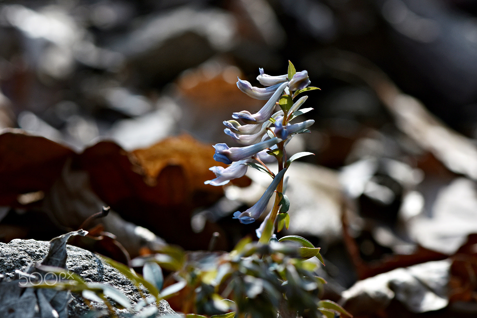 Nikon AF-S Micro-Nikkor 105mm F2.8G IF-ED VR sample photo. Wildflowers(corydalis turtschaminovii) photography