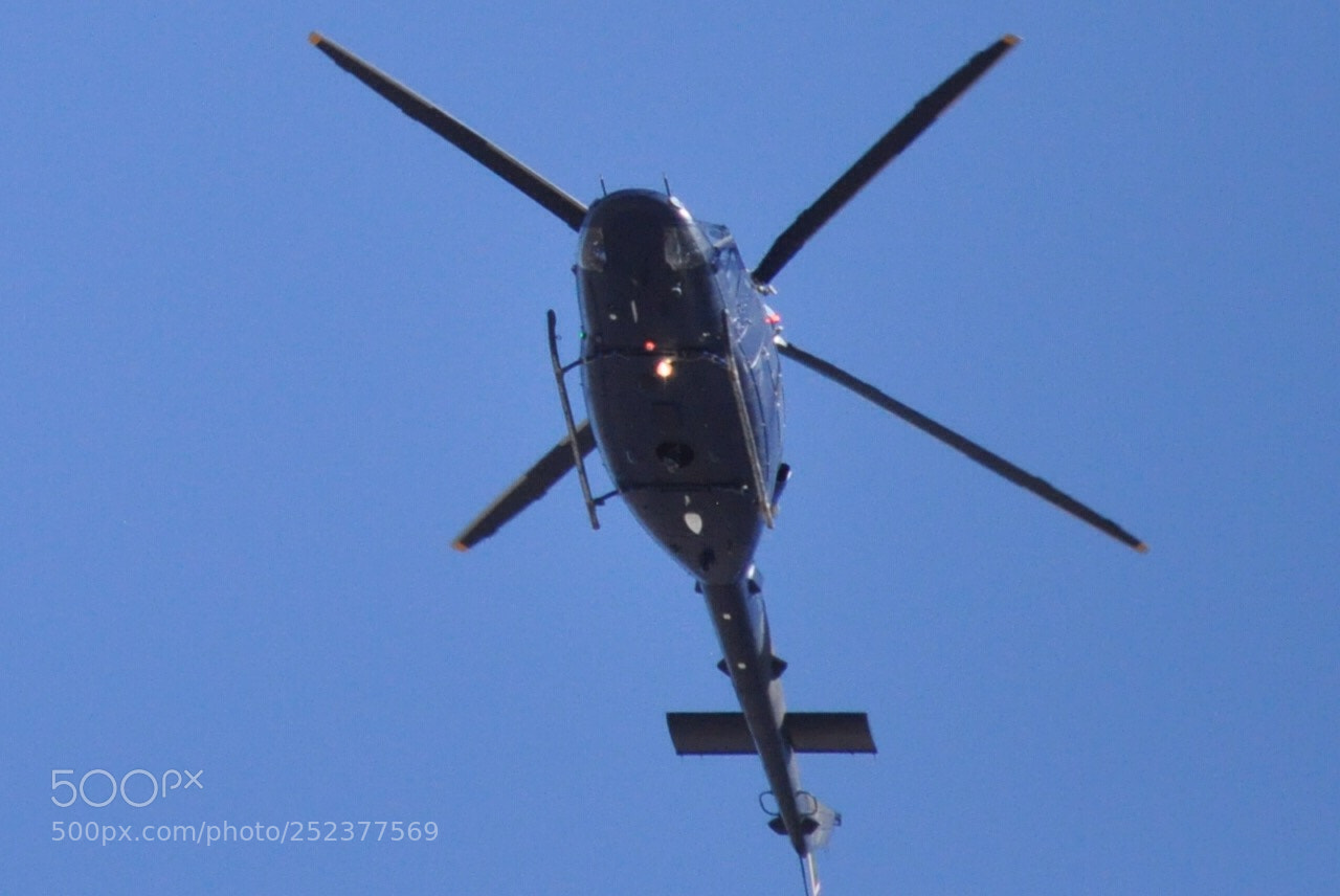 Nikon D5000 sample photo. Big bird photography