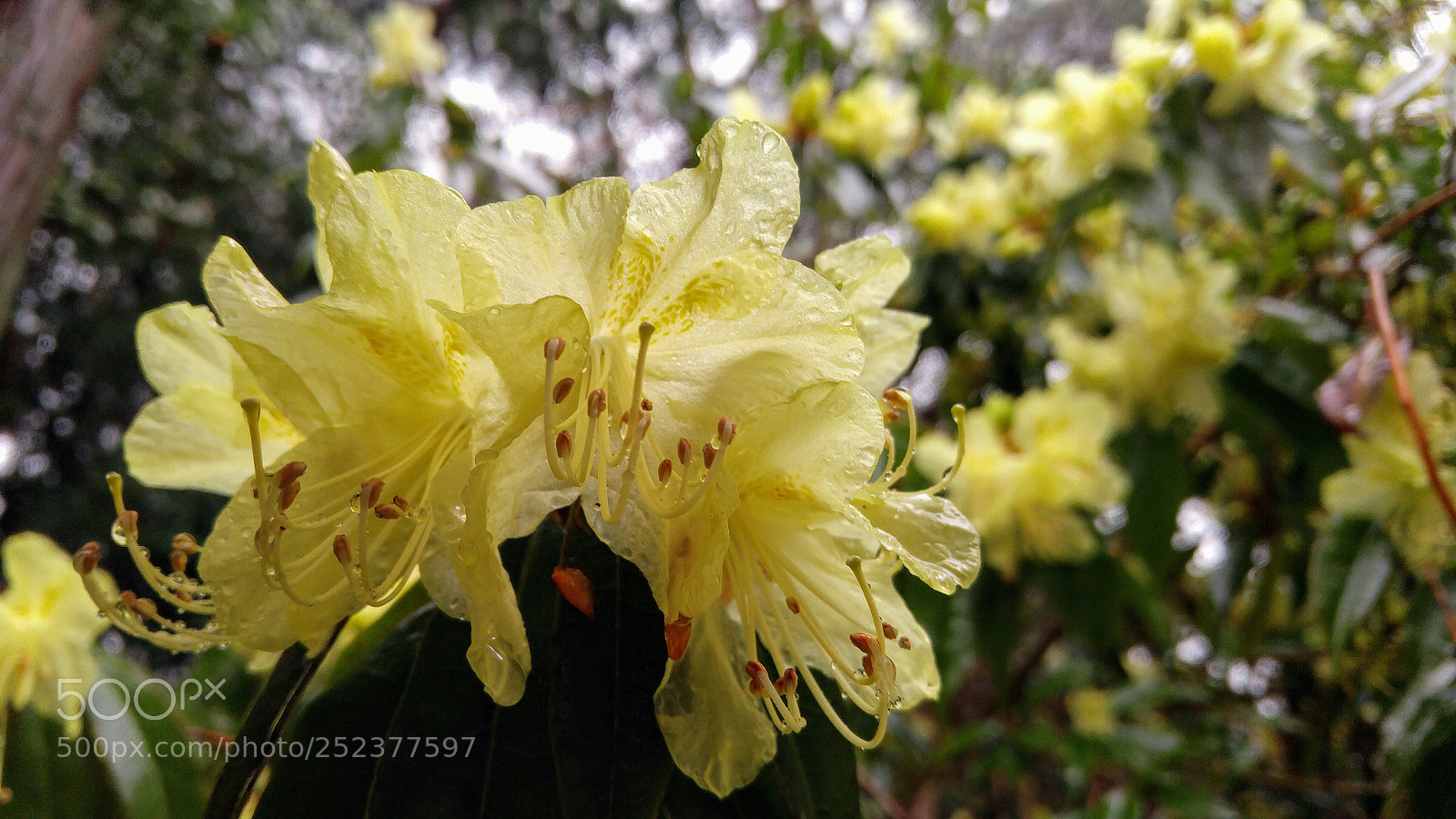 LG G4 sample photo. Yellow rhodendrons photography