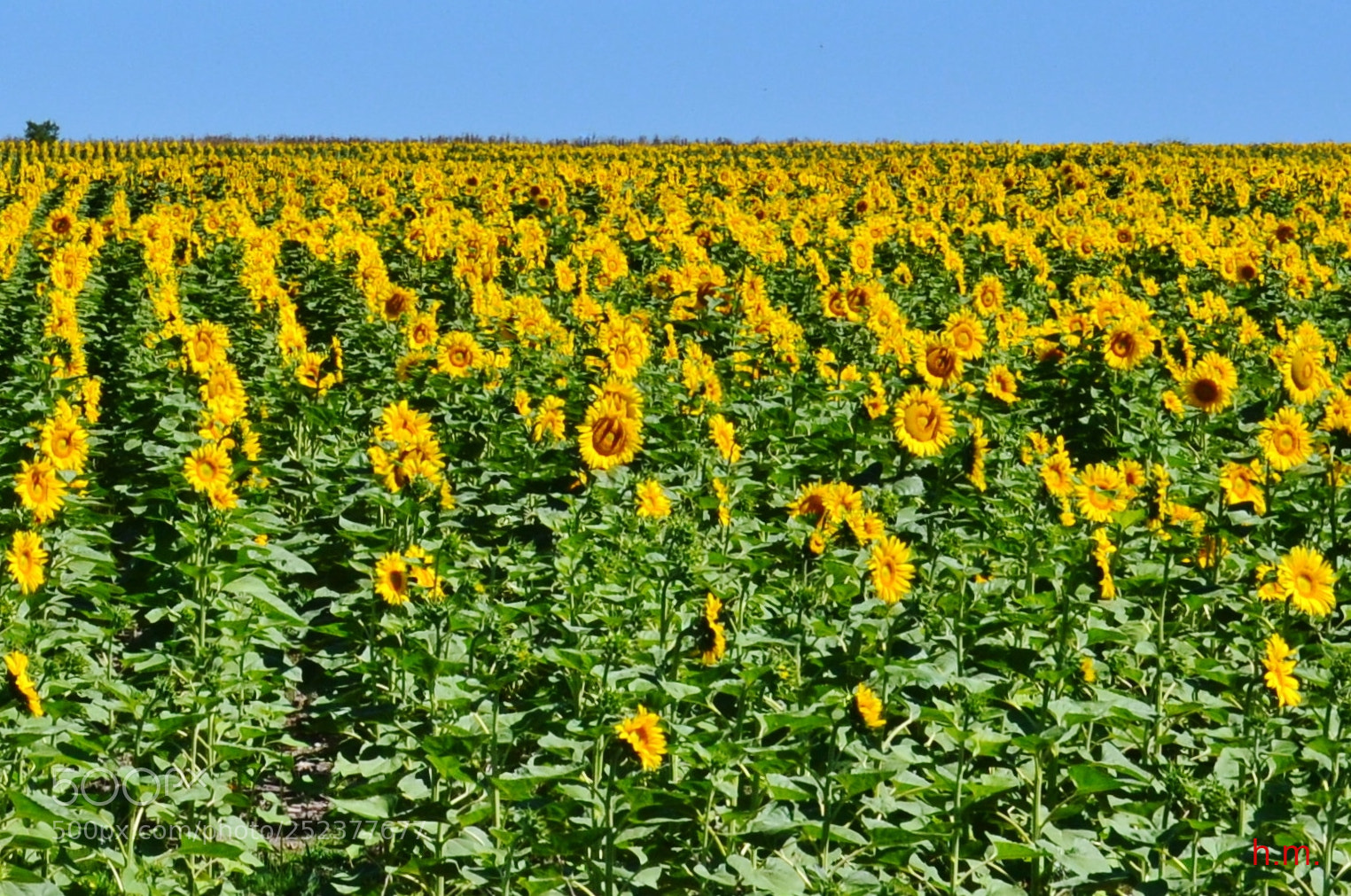 Nikon D3100 sample photo. Daaao () photography