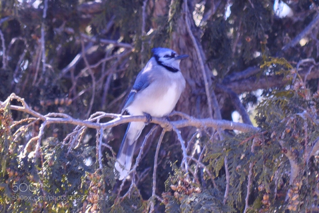 Nikon D5000 sample photo. Mr blue jay photography