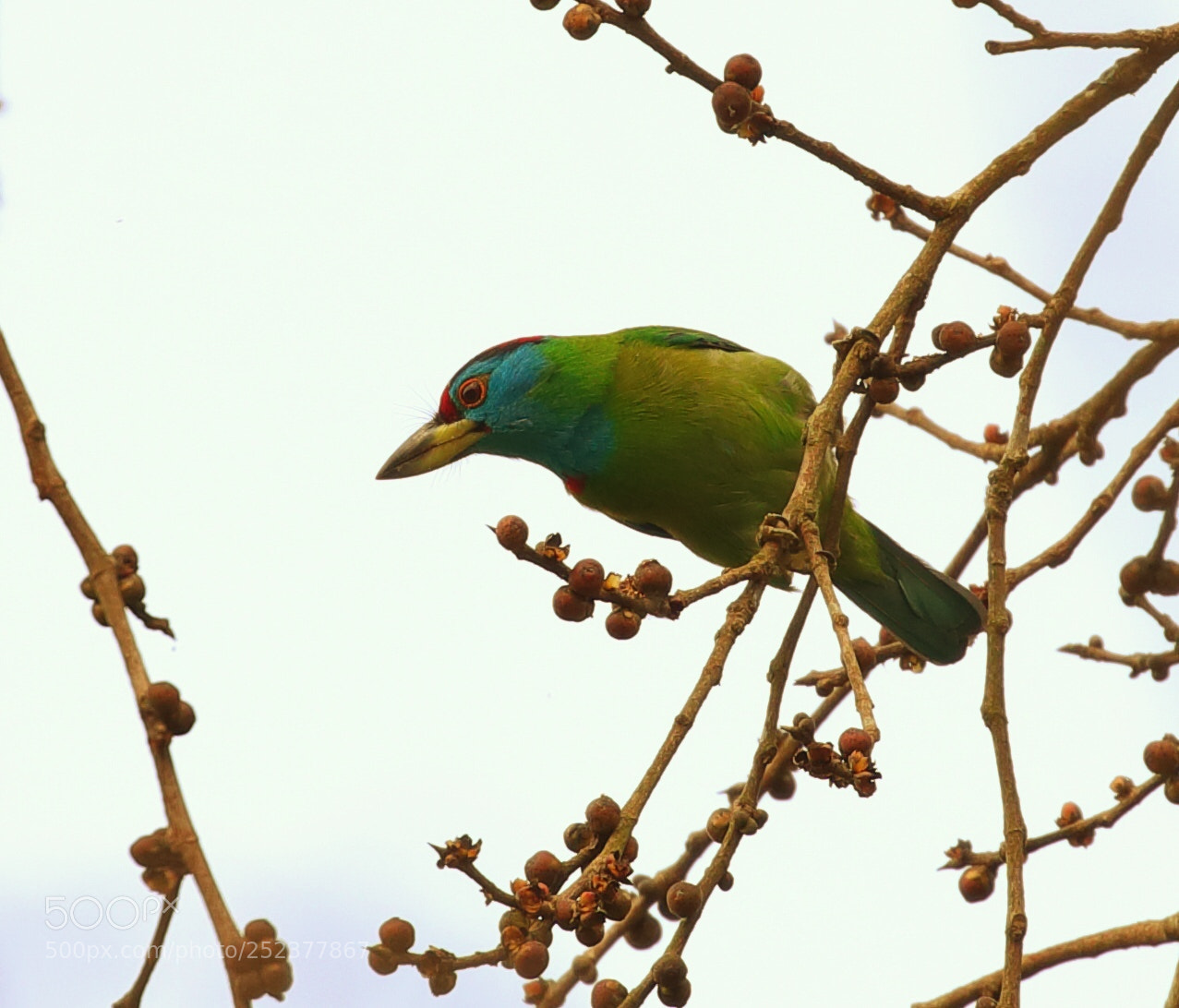 Canon EOS 5D Mark IV sample photo. Blue throated barbet photography