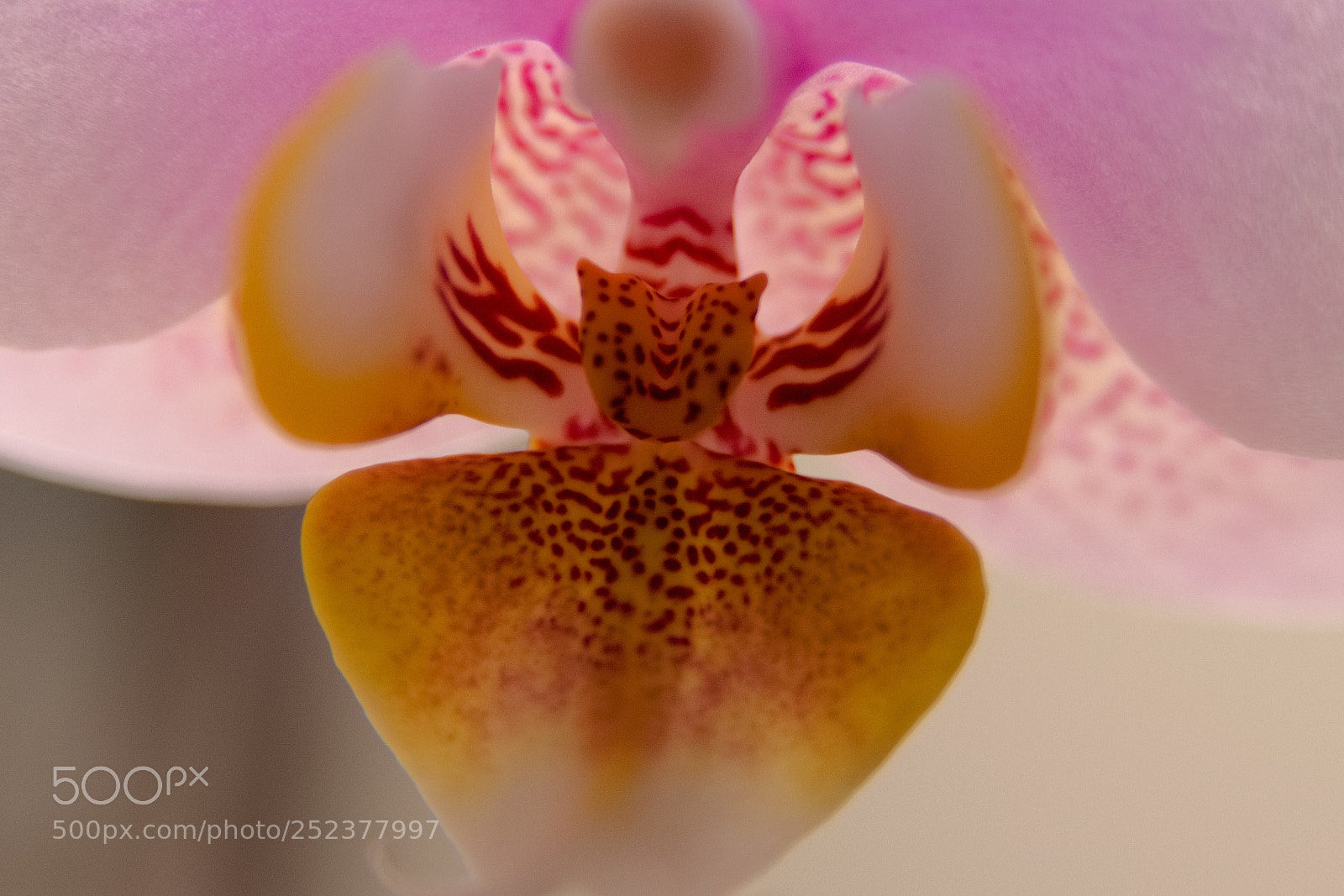 Nikon D5300 sample photo. Orchid tongue photography