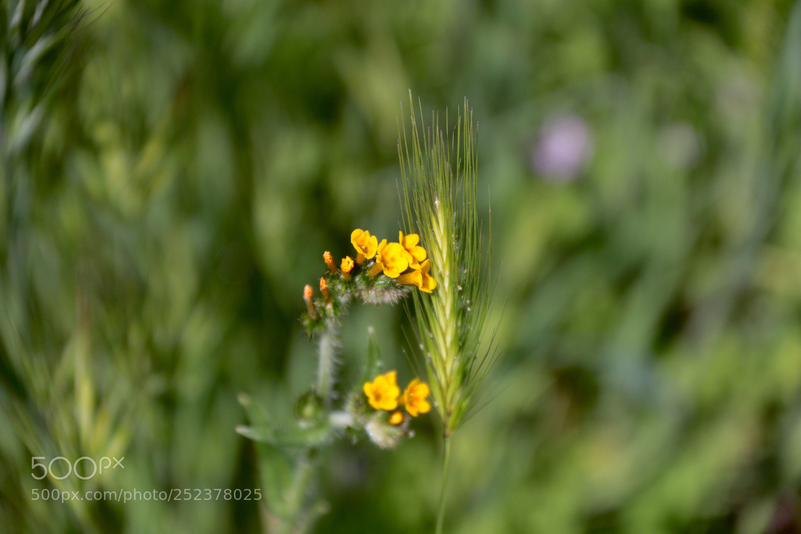 Canon EOS 70D sample photo. Spring flower emerging photography