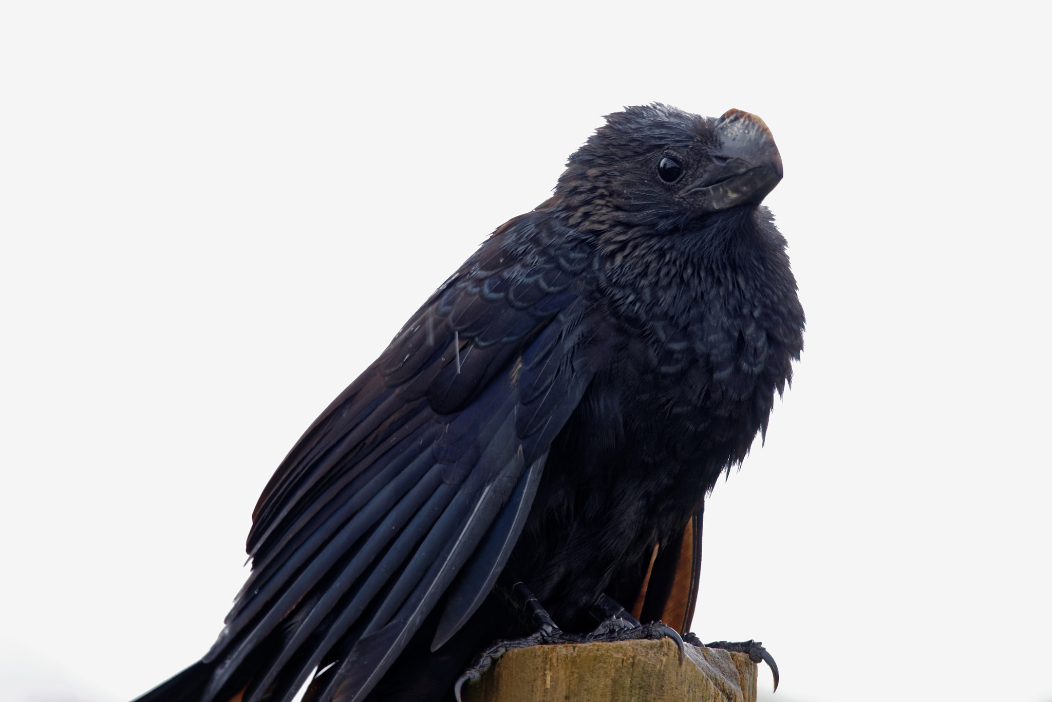 Sigma 150-600mm F5-6.3 DG OS HSM | C sample photo. Aquiline nose photography