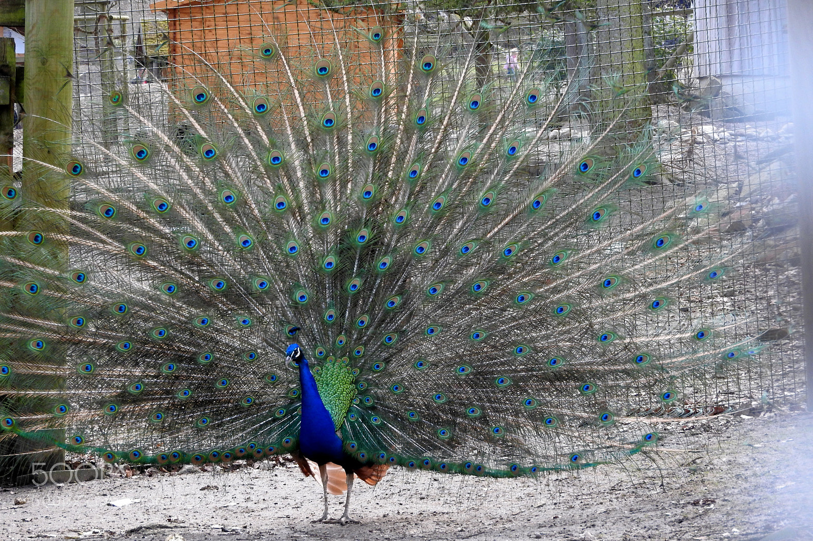 Nikon Coolpix P610 sample photo. Tiere photography