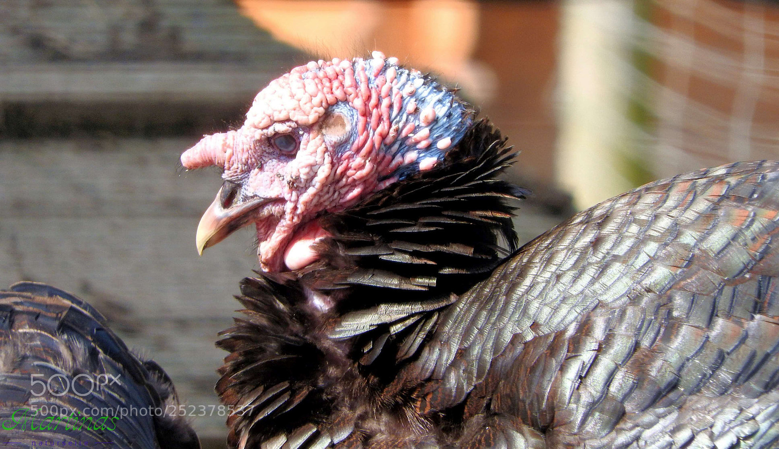Nikon Coolpix P610 sample photo. Tiere photography