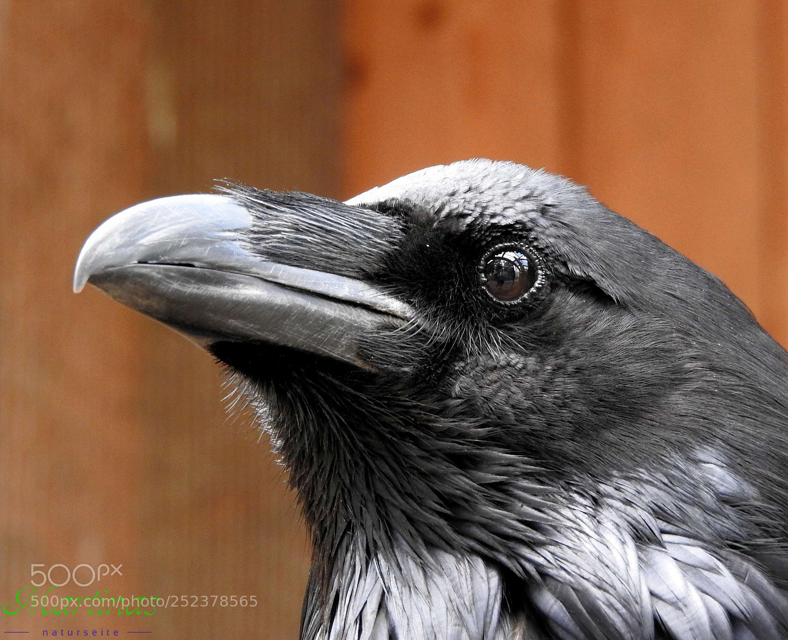 Nikon Coolpix P610 sample photo. Tiere photography