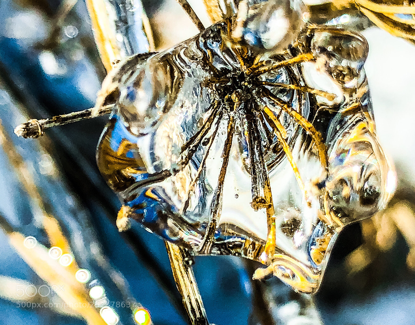 Apple iPhone 8 sample photo. Skeleton photography