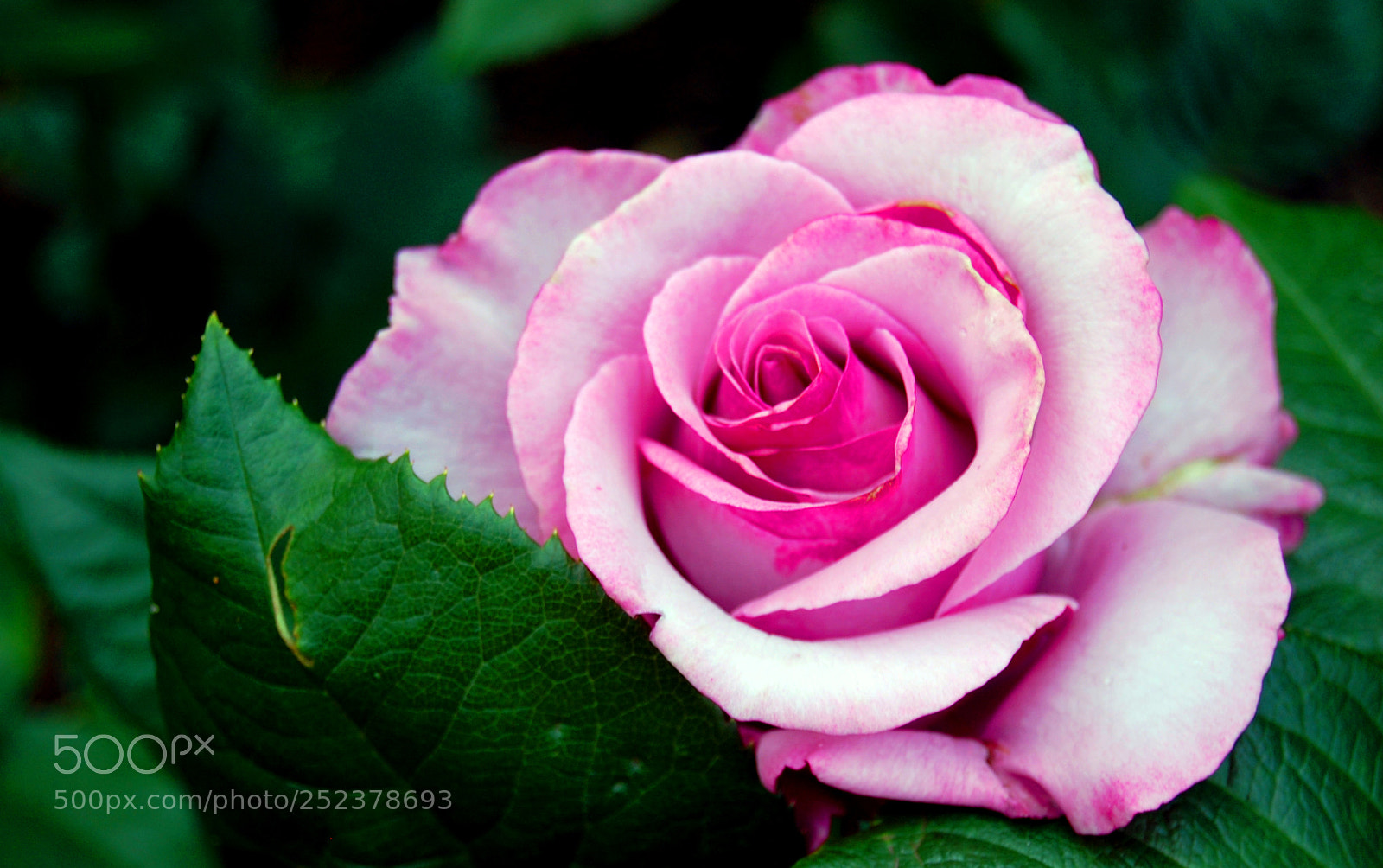 Nikon D40 sample photo. A rose among the photography