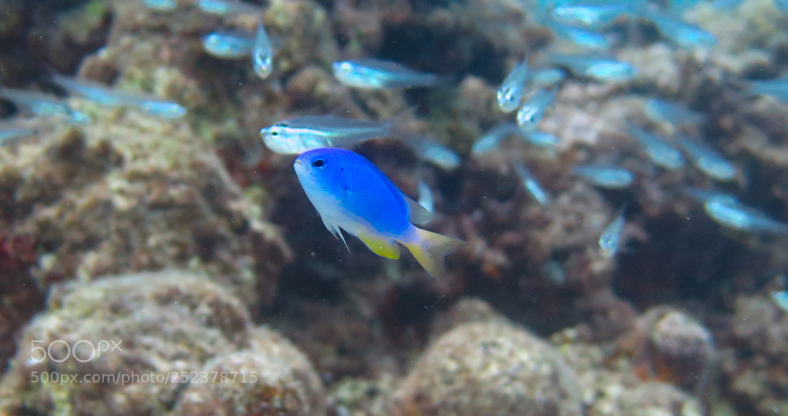 Canon PowerShot G16 sample photo. Damselfish photography