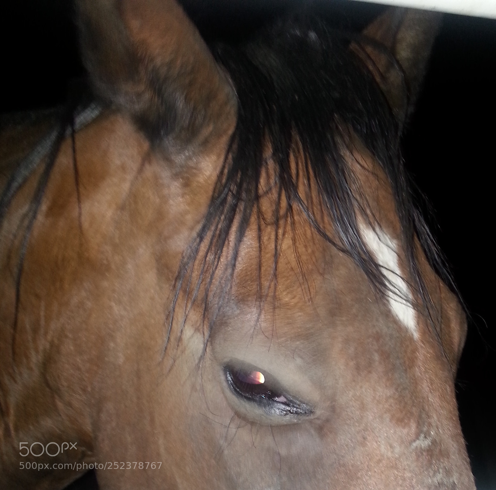 Samsung Galaxy Note2 sample photo. My chocolate horse photography