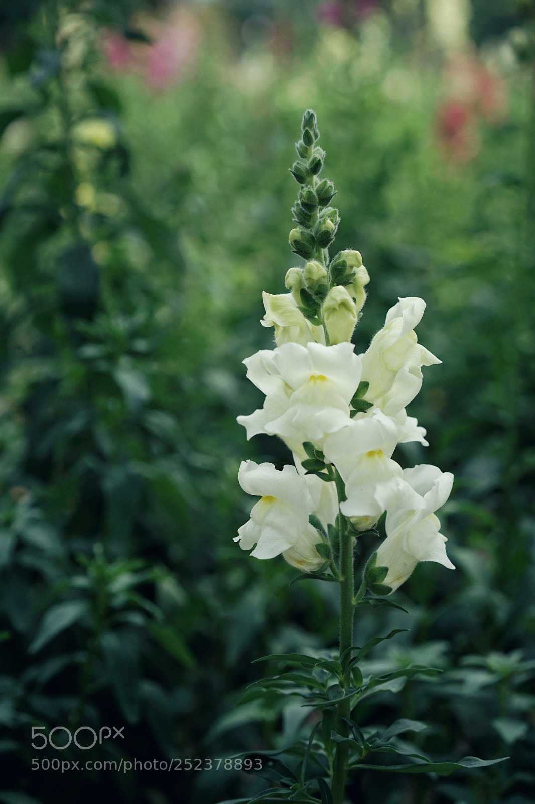 Sony a7 II sample photo. Hello,april . photography