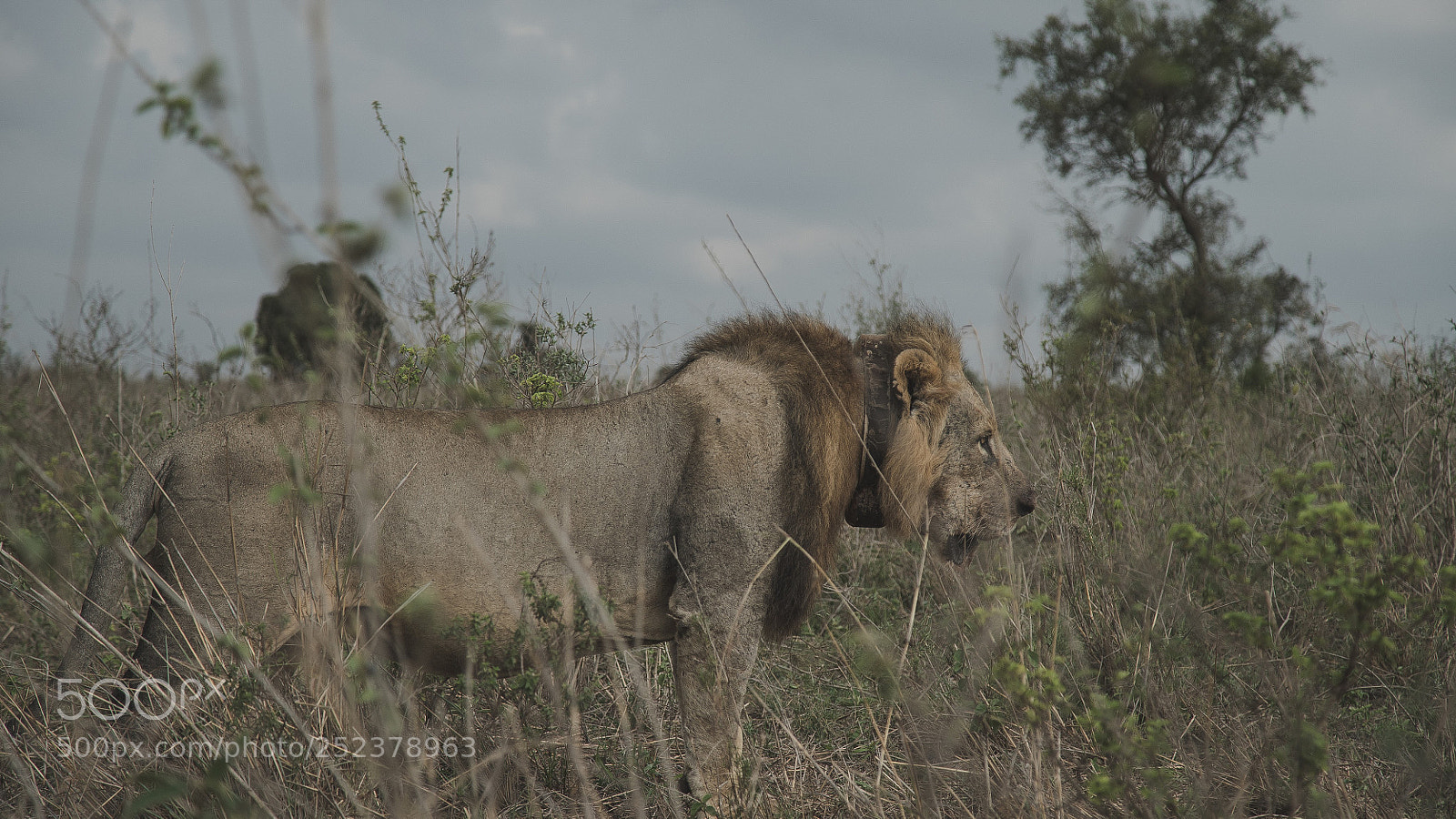 Sony a7S II sample photo. Lion in the safari photography