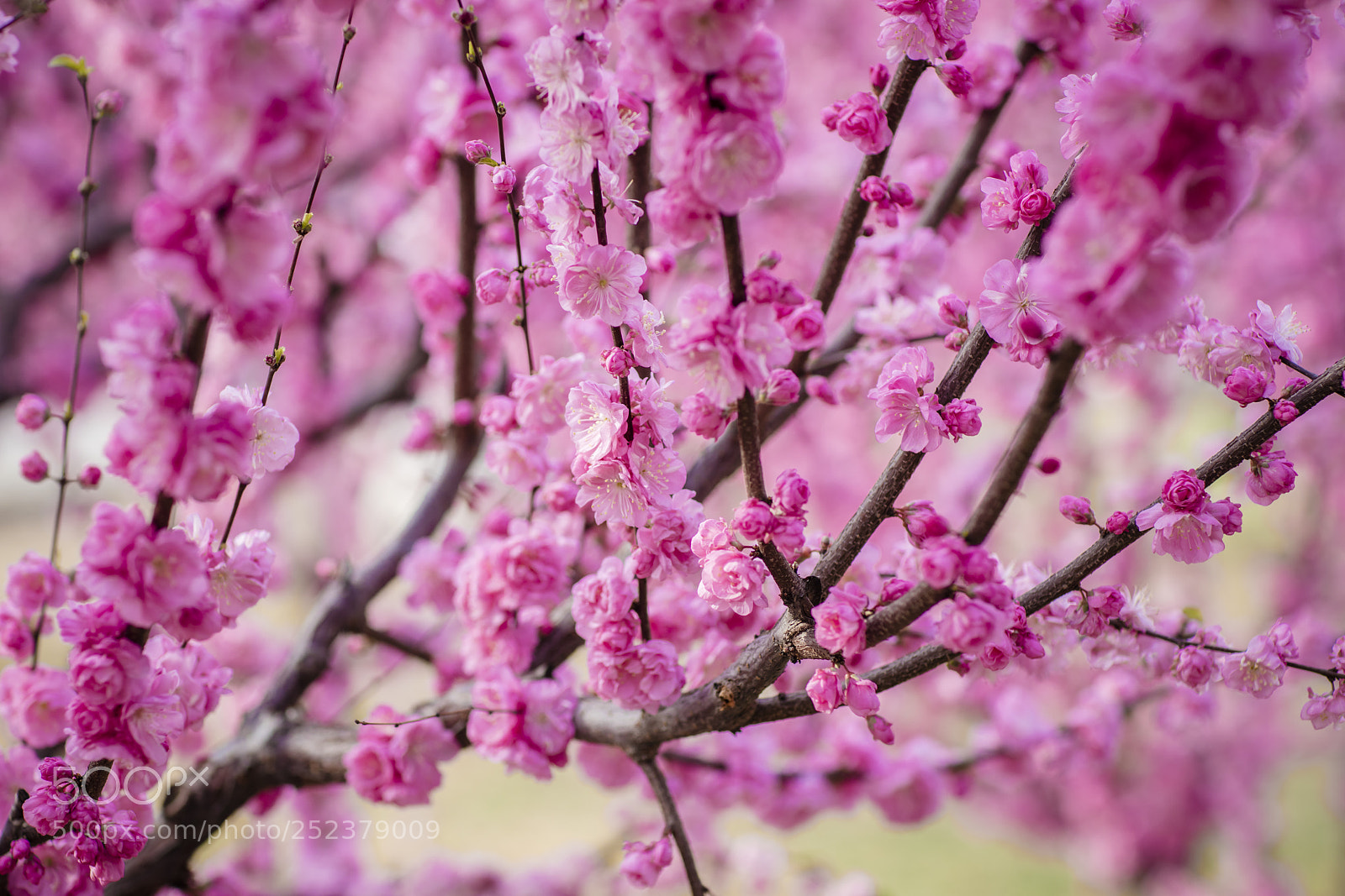 Canon EOS 5DS R sample photo. A photography
