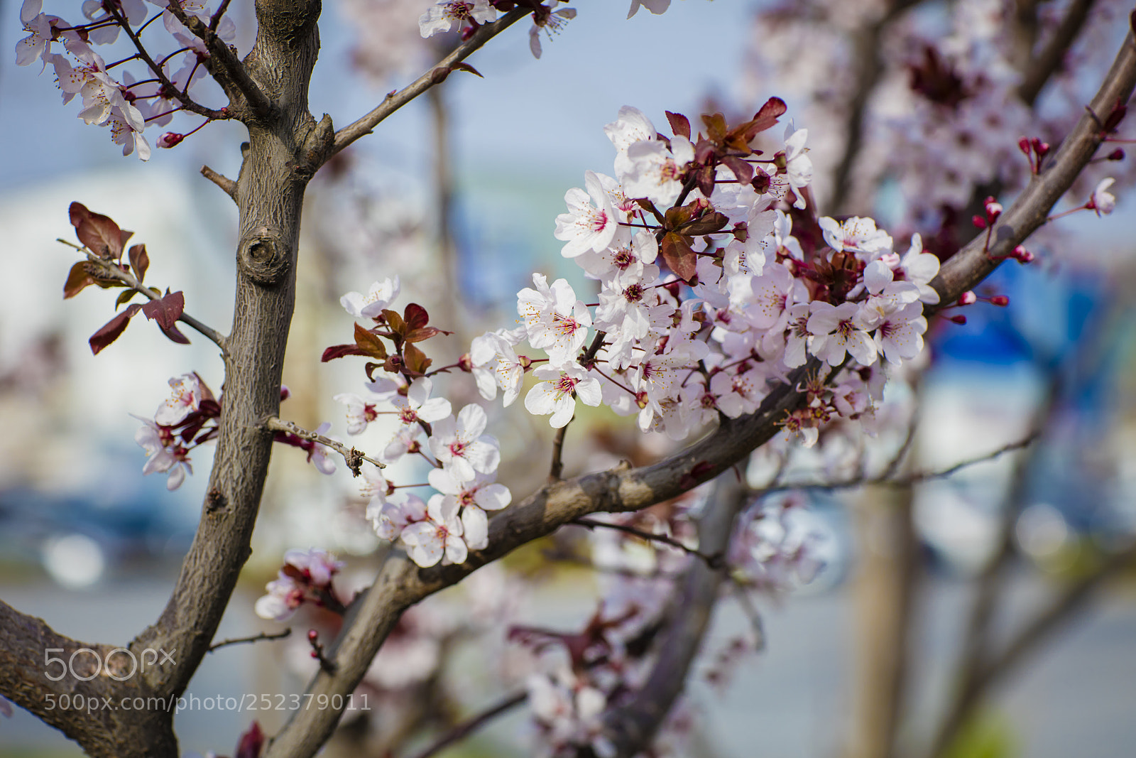 Canon EOS 5DS R sample photo. A photography