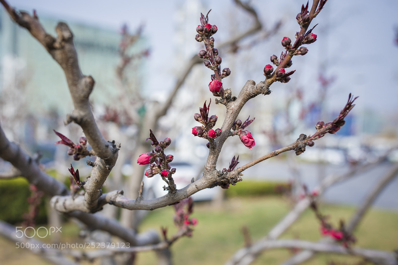 Canon EOS 5D Mark IV sample photo. A photography
