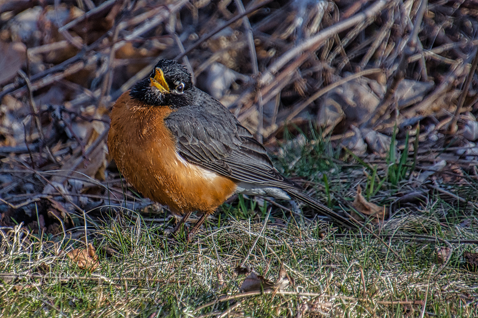 Nikon D7200 sample photo. Spring (almost) photography