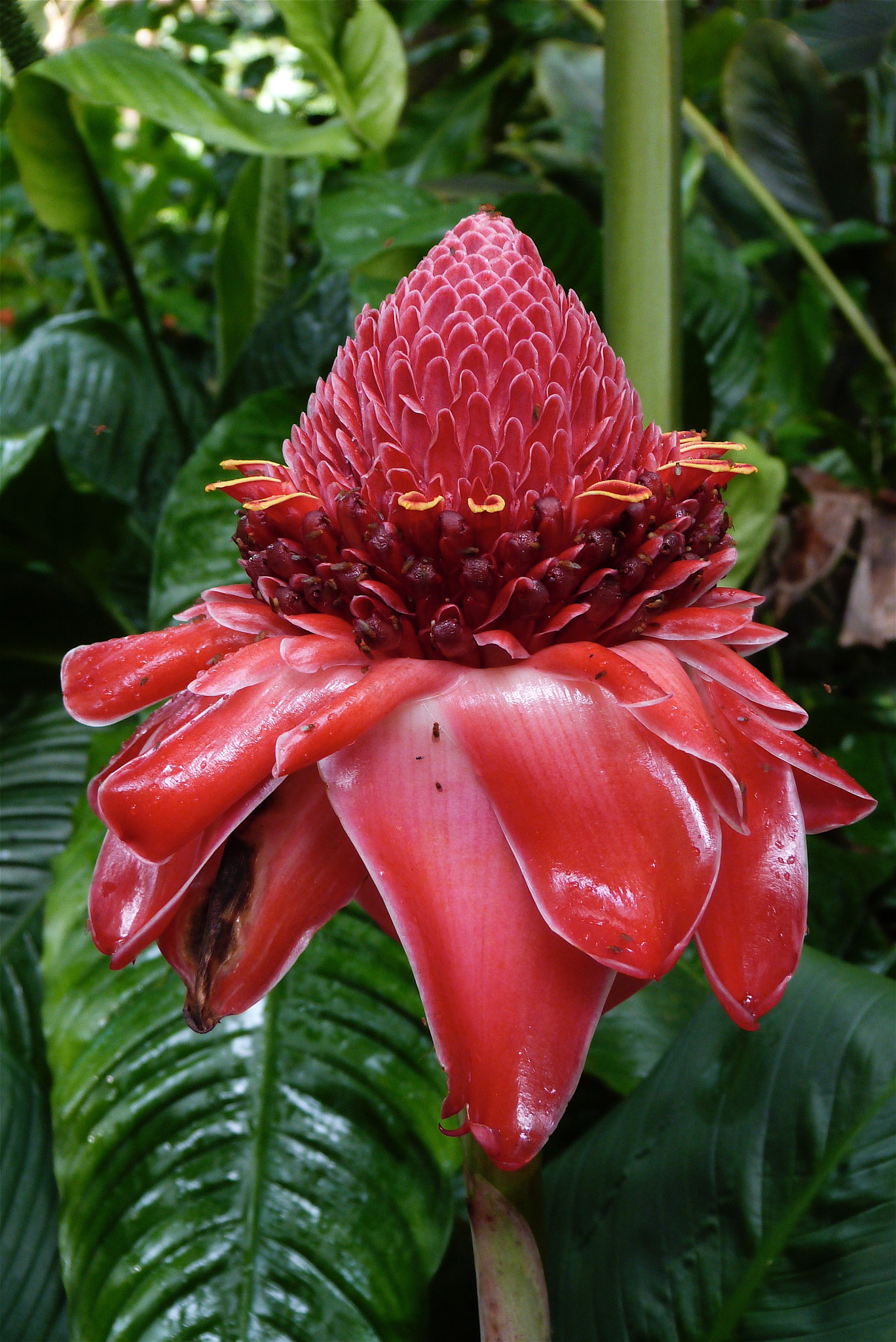 Panasonic Lumix DMC-FZ47 (Lumix DMC-FZ48) sample photo. Red torch ginger - etiangera. photography