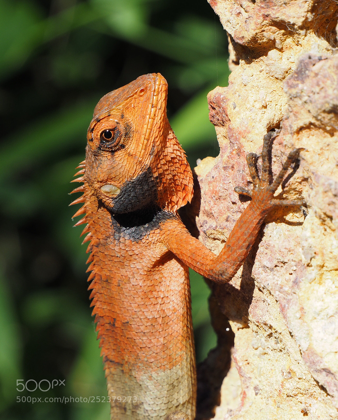 Olympus OM-D E-M1 sample photo. Garden lizard photography