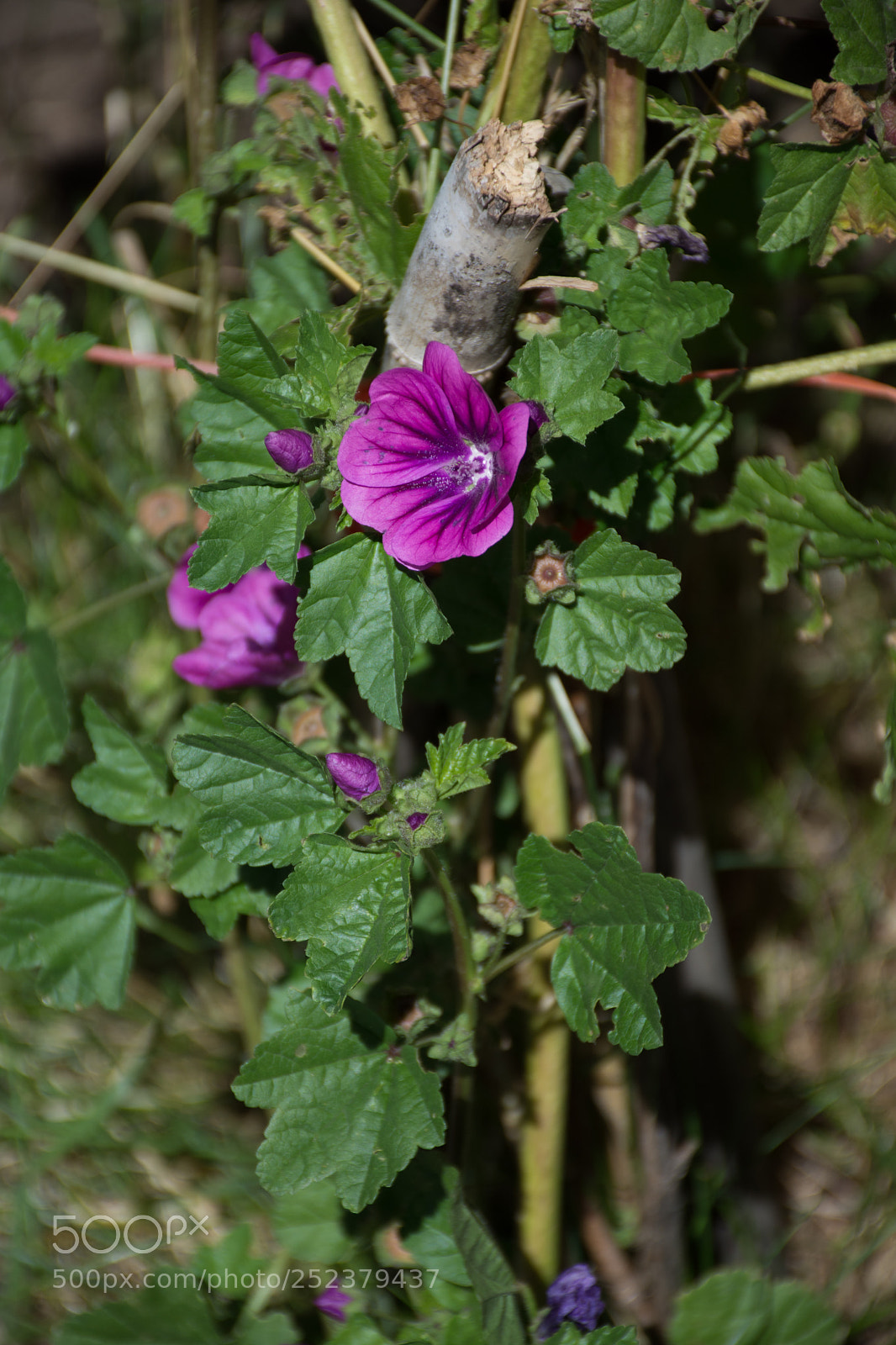 Nikon D7200 sample photo. Malva photography