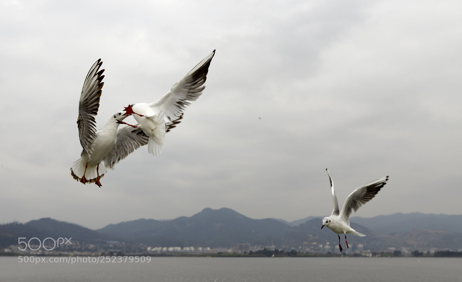 Canon EOS 6D Mark II sample photo. Untitled photography