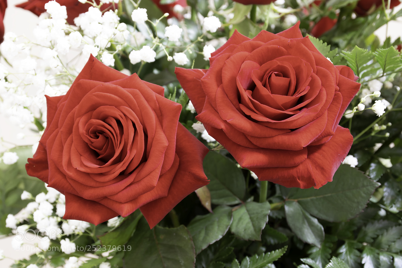Nikon D7500 sample photo. Pair of roses photography