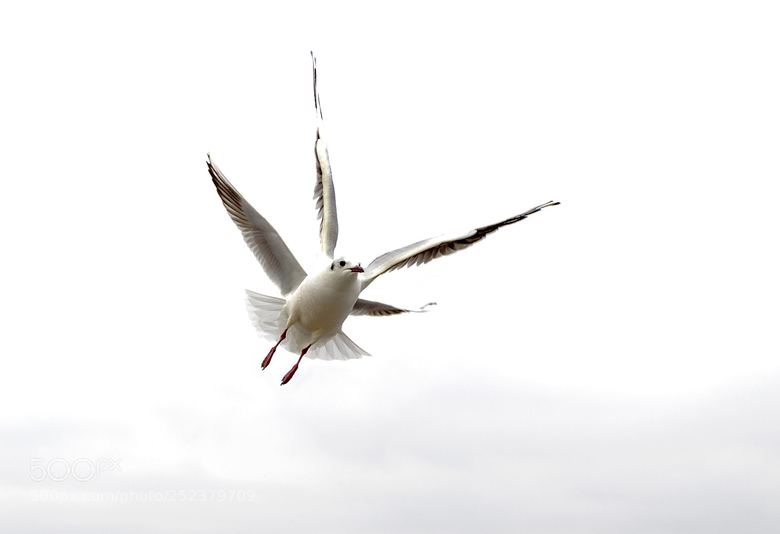 Canon EOS 6D Mark II sample photo. Untitled photography