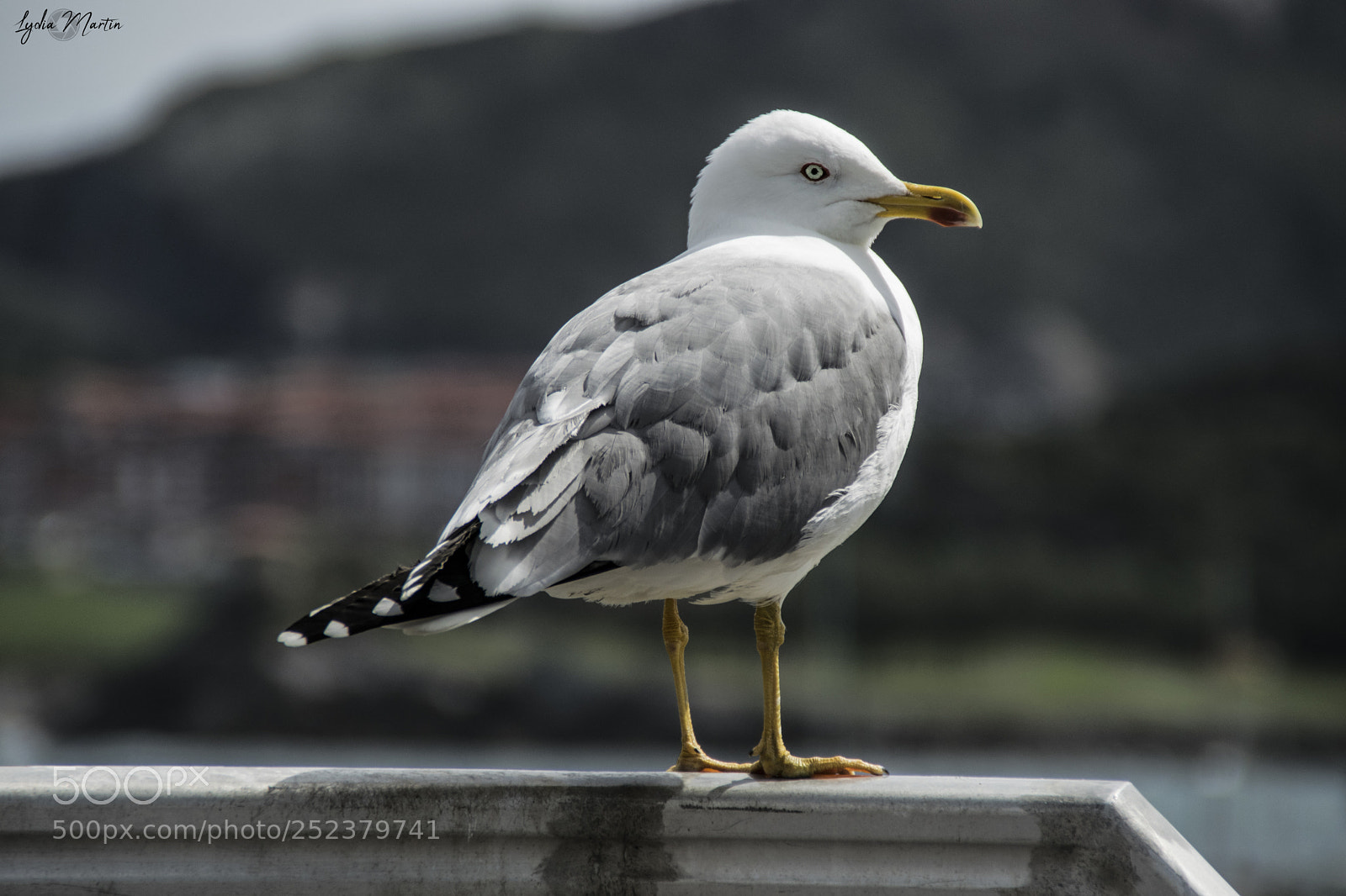Nikon D5300 sample photo. Gaviota photography
