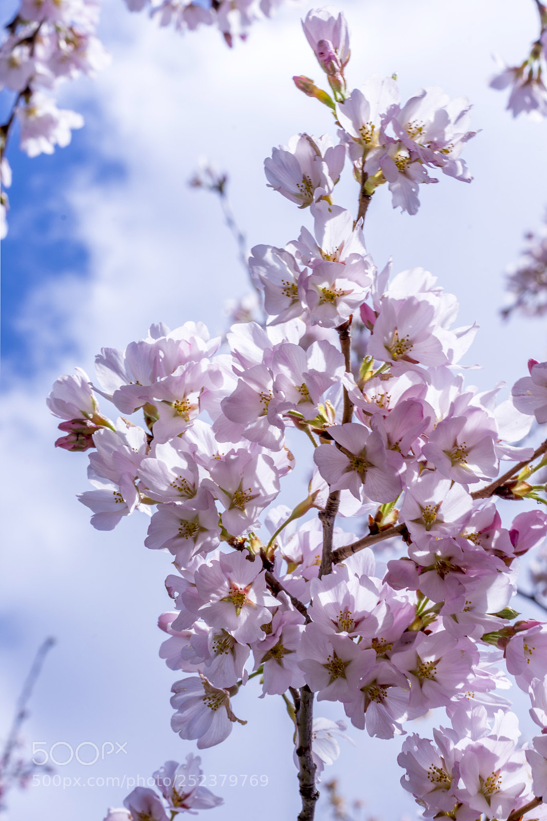 Nikon D7200 sample photo. Cherry blossom photography