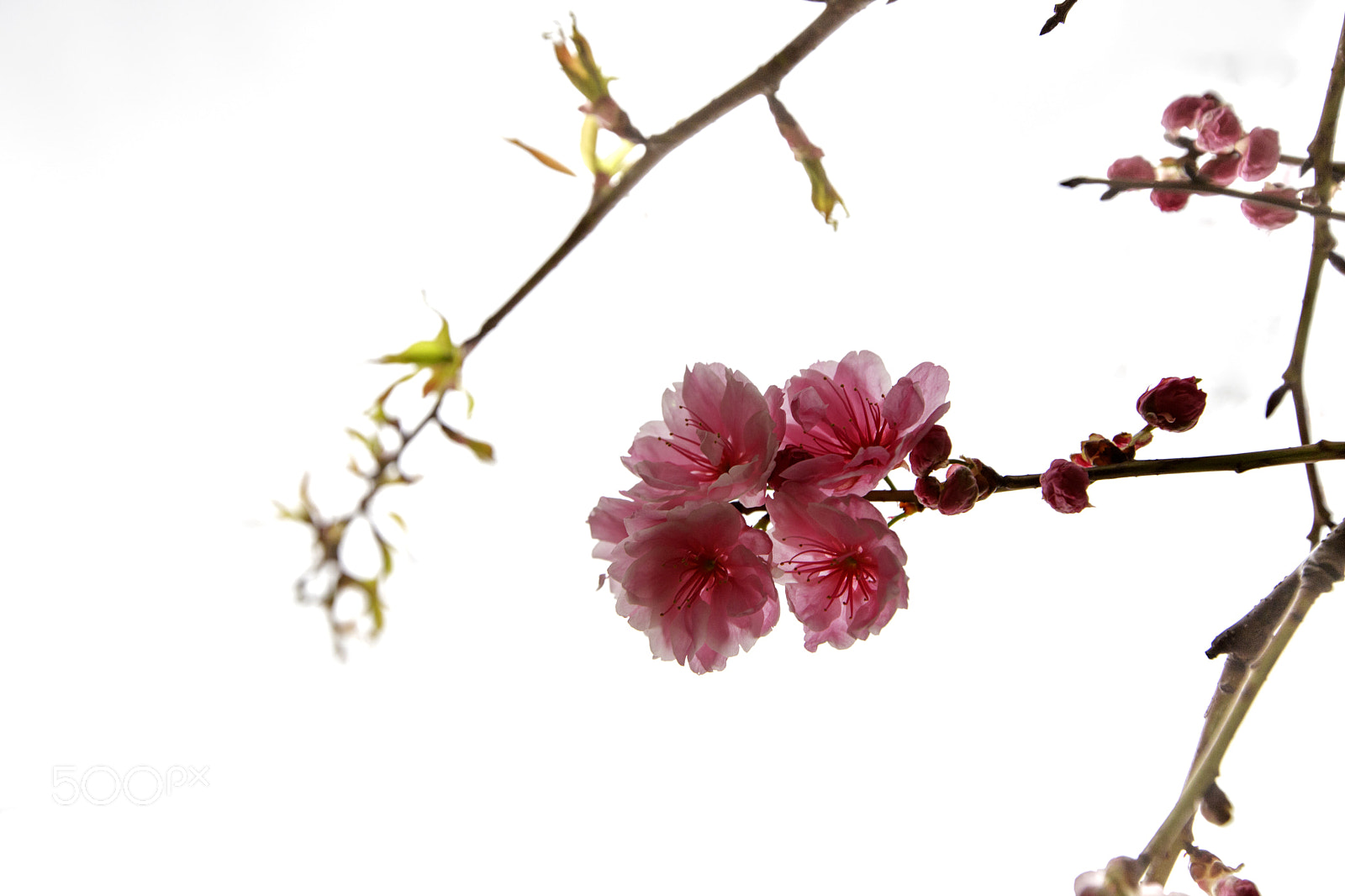 Canon EOS 6D Mark II sample photo. Untitled photography