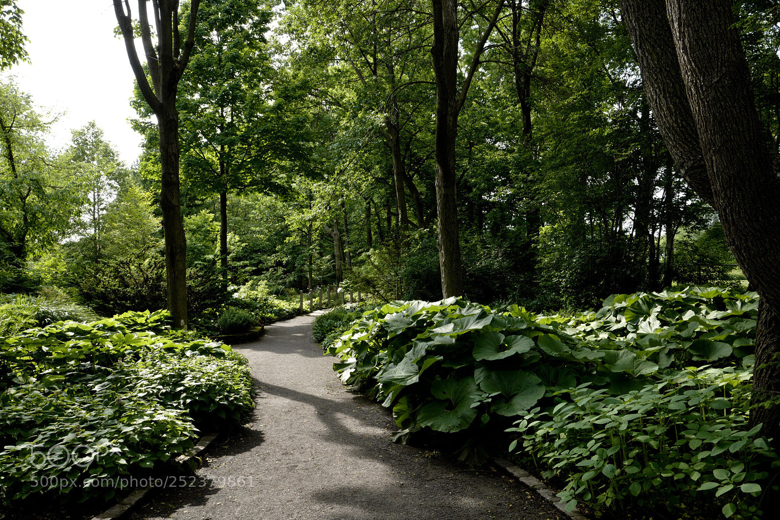Leica Q (Typ 116) sample photo. Pathway thru the garden photography