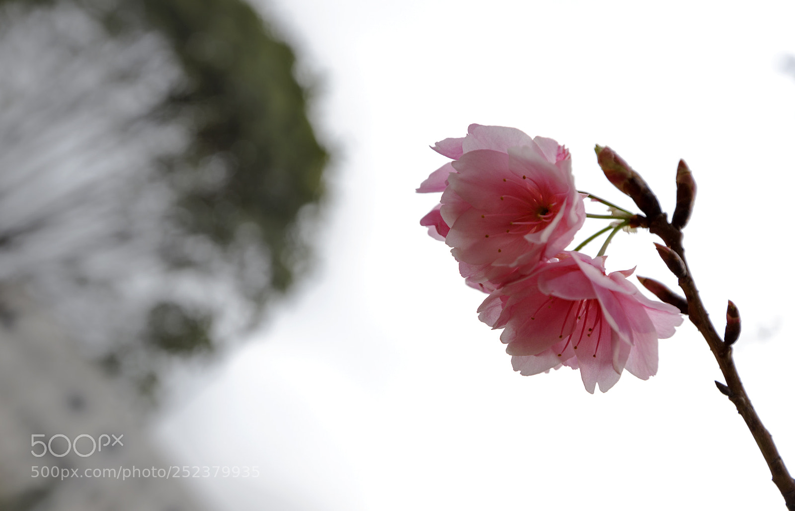 Canon EOS 6D Mark II sample photo. Untitled photography