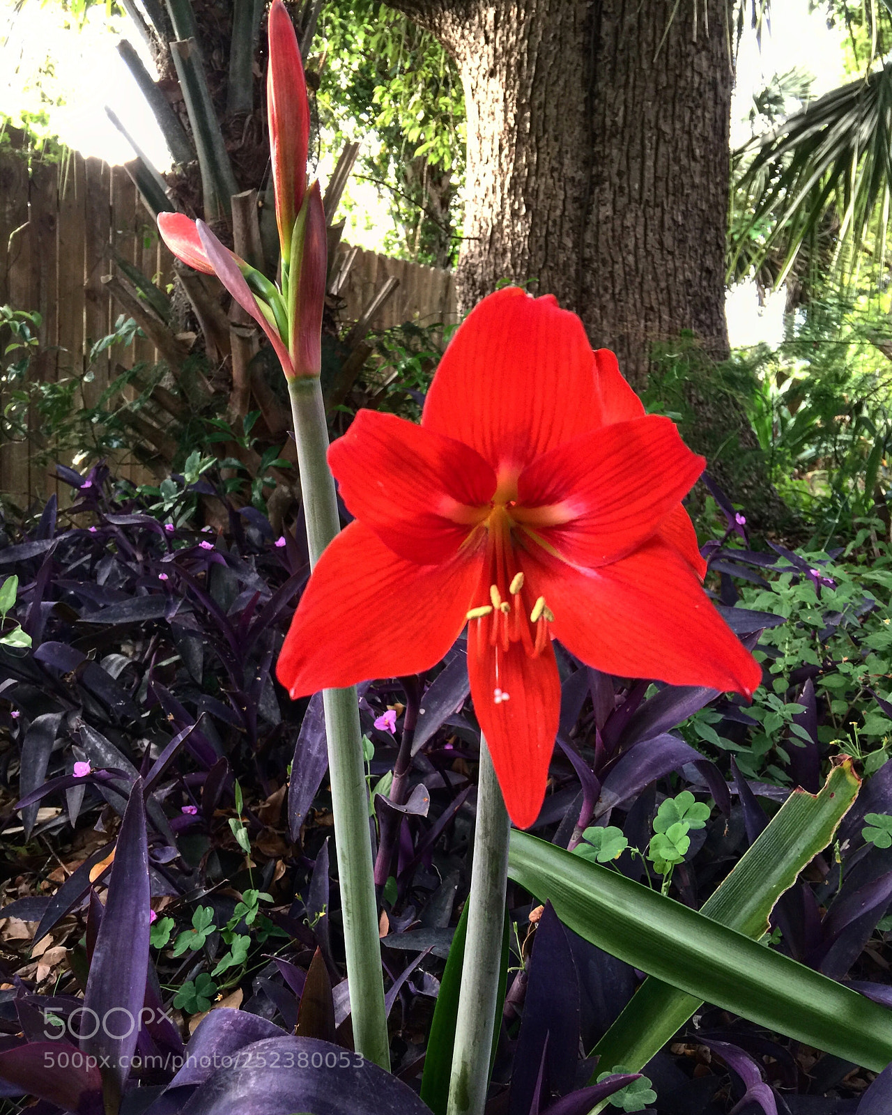 Apple iPhone 6 Plus sample photo. Untitled photography