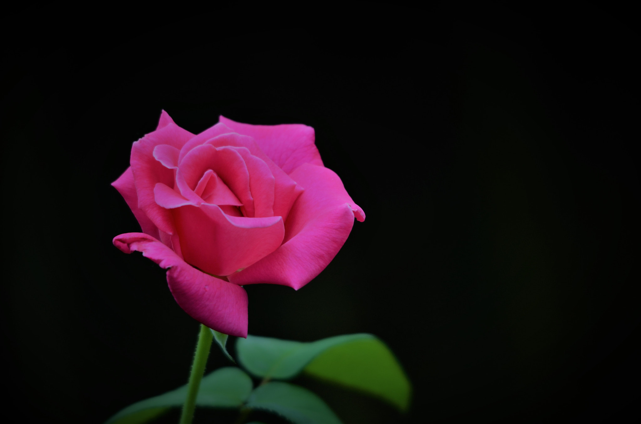 Sigma 150-500mm F5-6.3 DG OS HSM sample photo