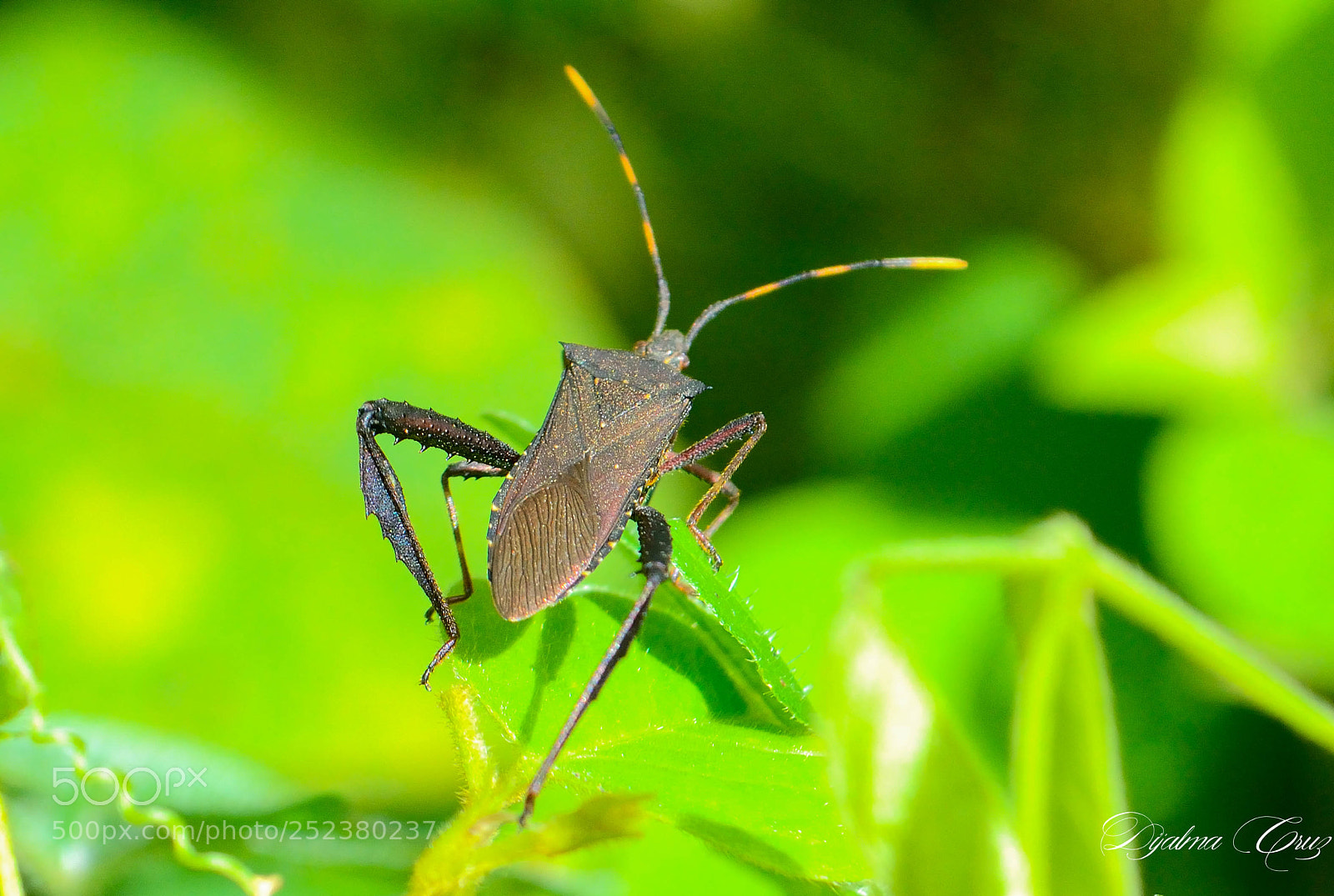 Nikon D7100 sample photo. Dja photography