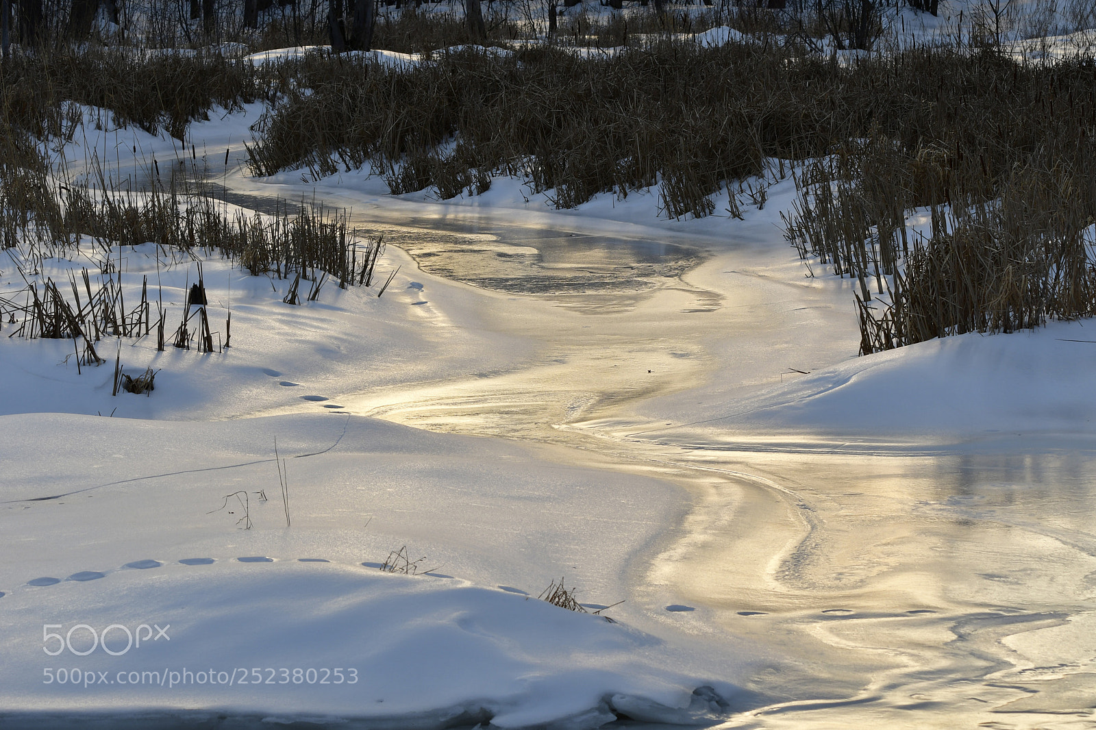Nikon D500 sample photo. Frozen photography