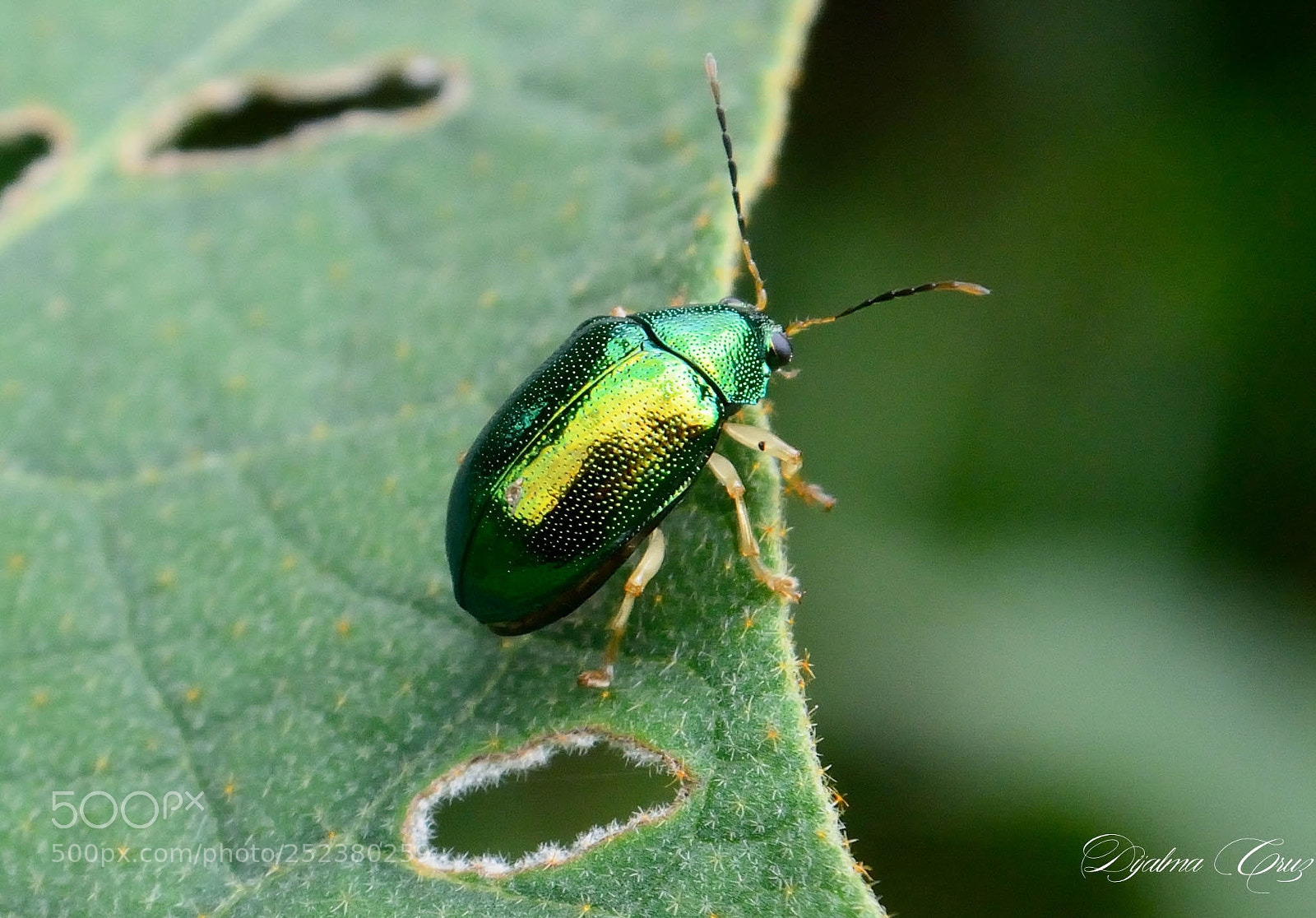 Nikon D7100 sample photo. Dja photography